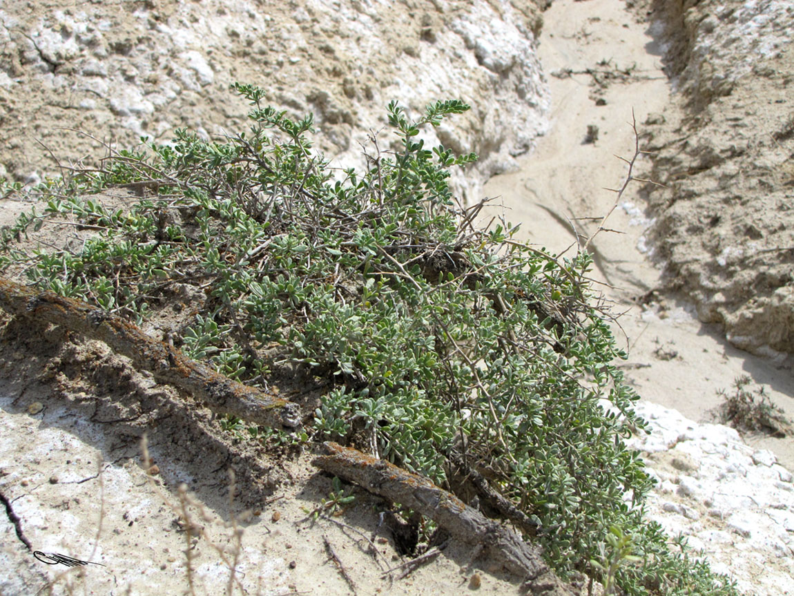 Image of Nitraria sibirica specimen.