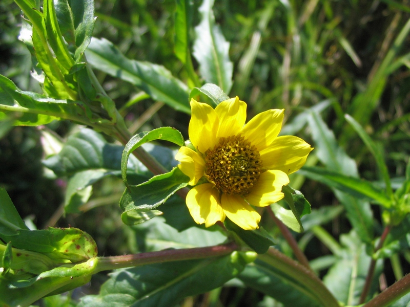 Image of Bidens cernua var. radiata specimen.