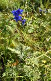 Delphinium laxiflorum