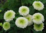Pyrethrum parthenium