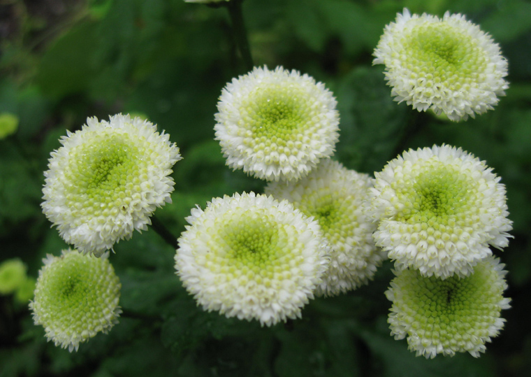 Изображение особи Pyrethrum parthenium.