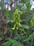 Astragalus frigidus