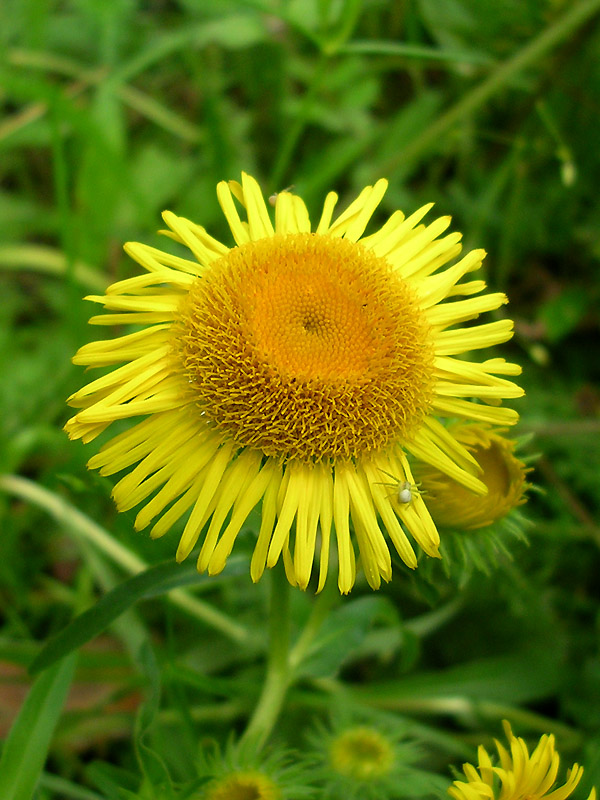 Изображение особи Inula britannica.