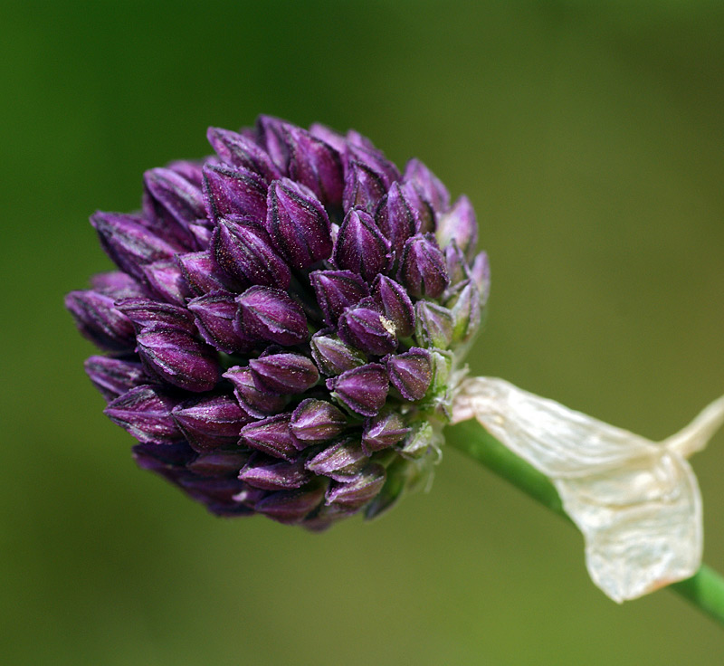 Image of Allium rotundum specimen.