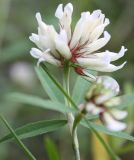 Trifolium lupinaster variety albiflorum. Верхушка цветущего растения. Алтай, окр. пос. Манжерок. 22.08.2009.