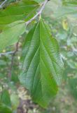 Parrotia persica. Лист (заметна некоторая неравнобокость). Крым, Симферополь, ботсад университета. 31 октября 2008 г.