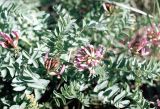 Astragalus physodes. Цветущее растение. Астраханская обл., окр. оз. Баскунчак, г. Большое Богдо. Май 1996 г.