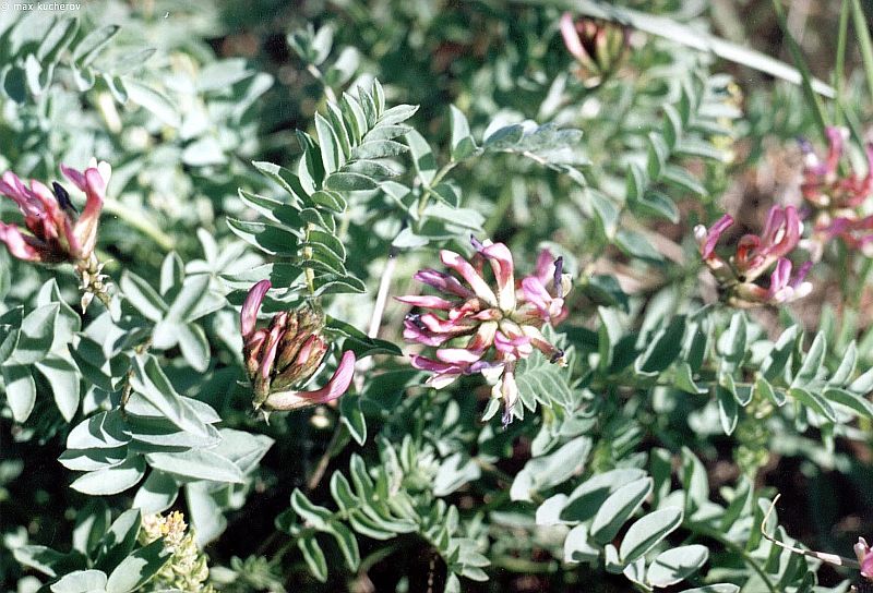 Изображение особи Astragalus physodes.