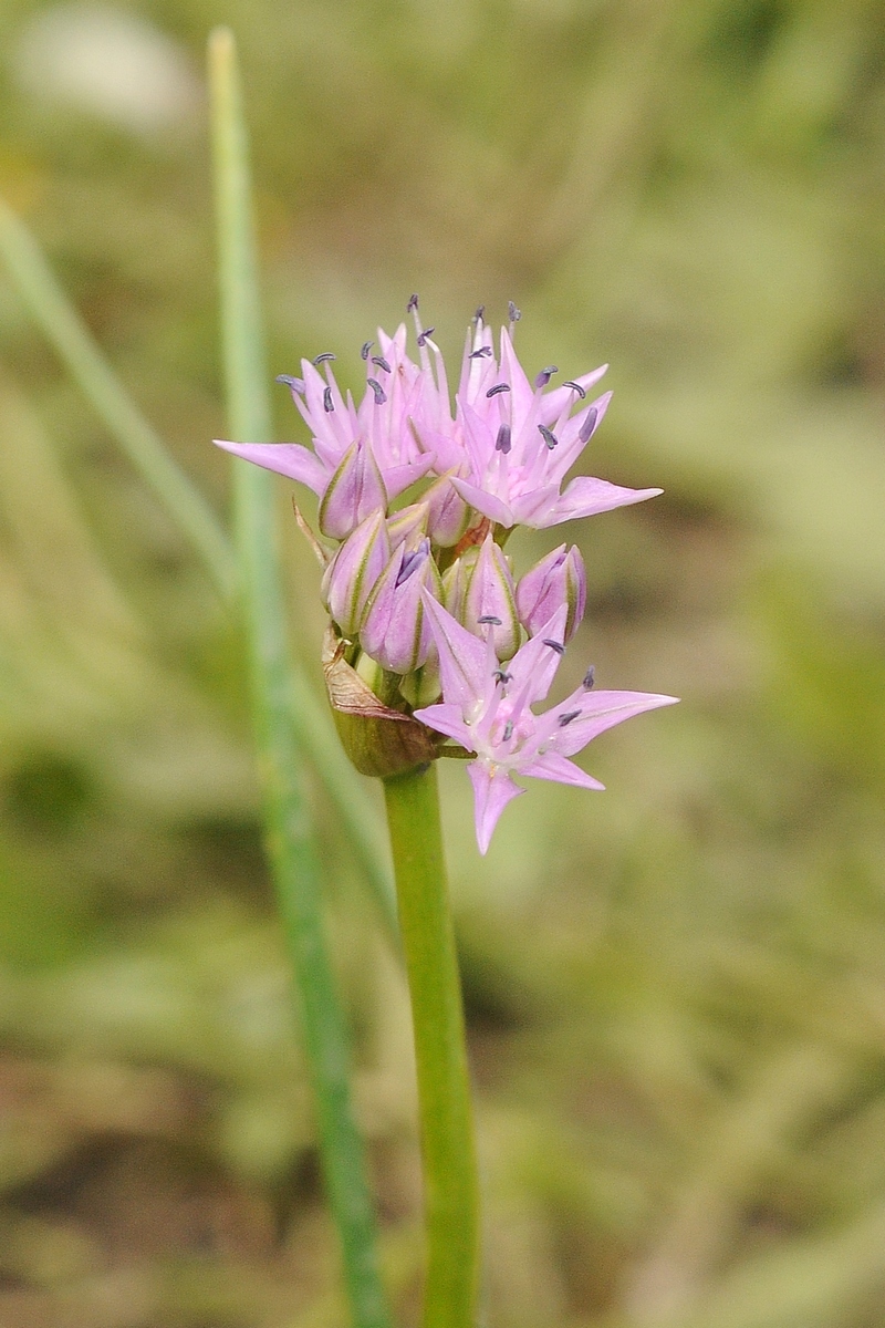 Изображение особи Allium lemmonii.