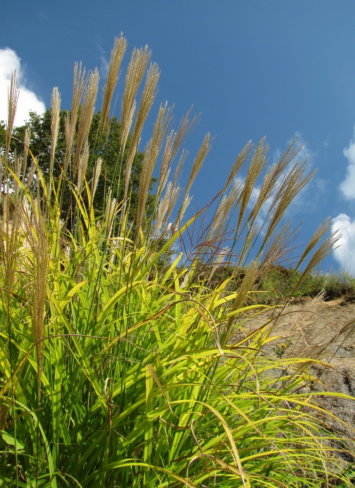 Изображение особи Miscanthus sinensis.