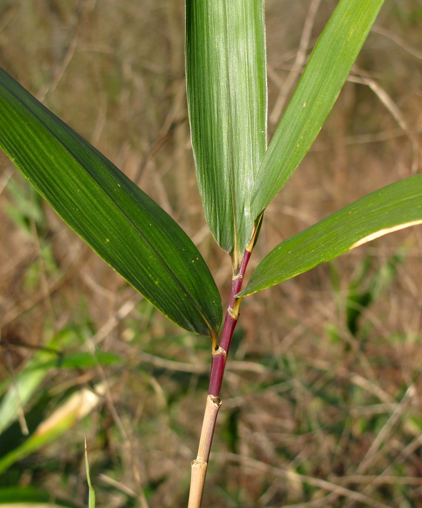 Изображение особи Pseudosasa japonica.