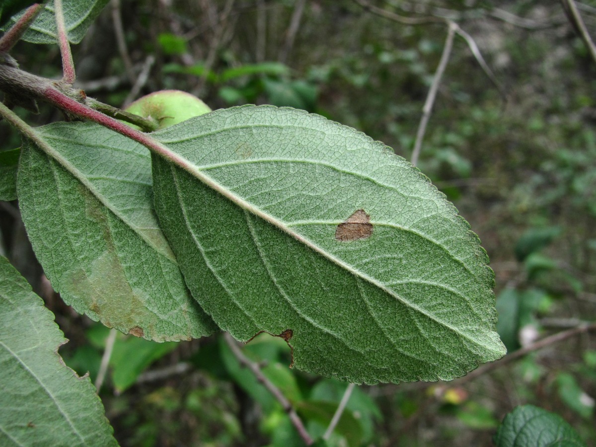 Изображение особи Malus sylvestris.