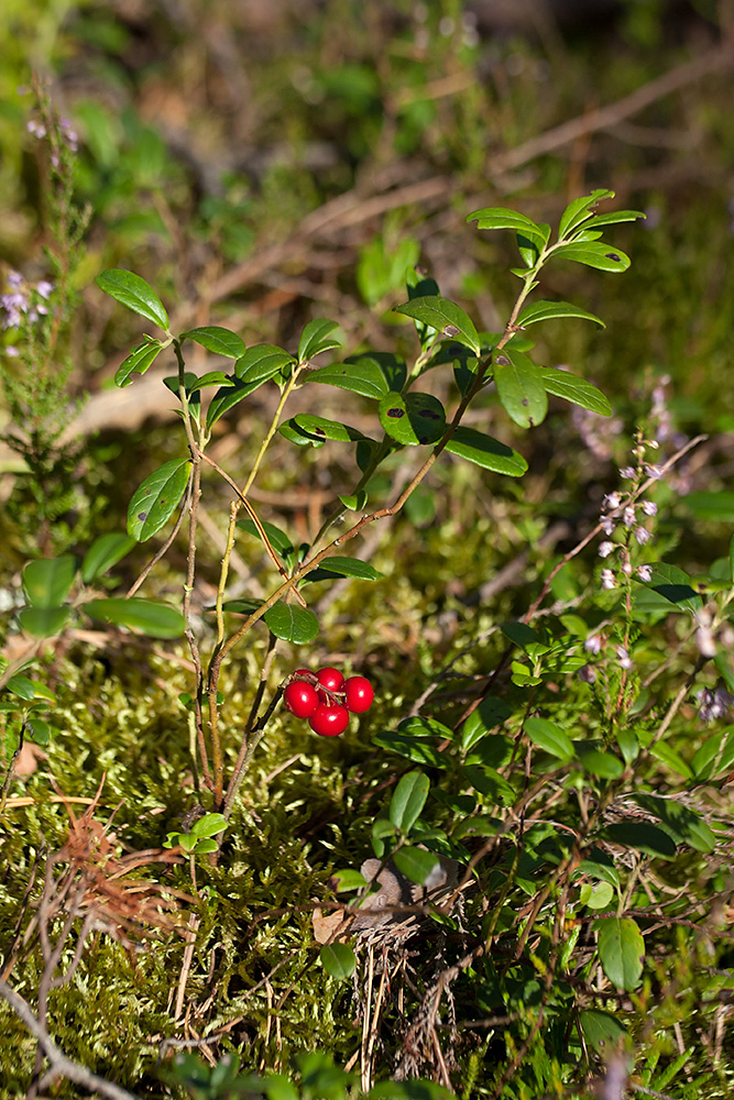 Изображение особи Vaccinium vitis-idaea.