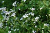 Cerastium pauciflorum