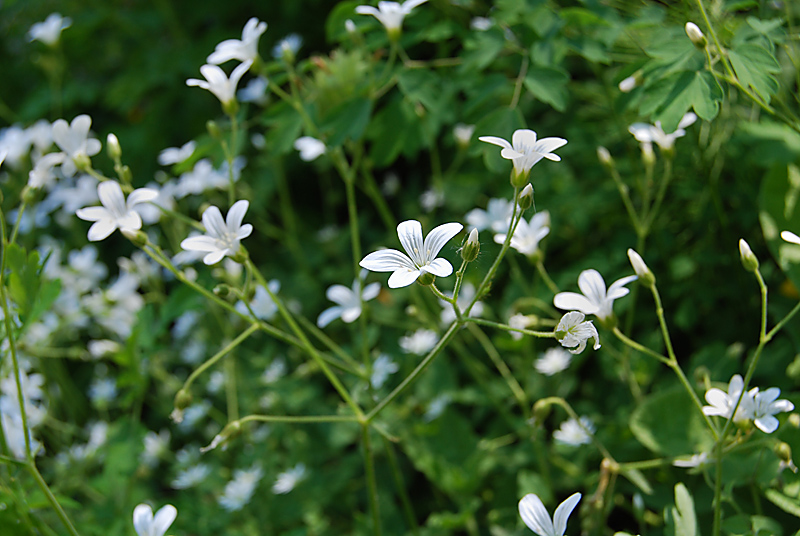 Изображение особи Cerastium pauciflorum.