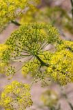 Ferula penninervis