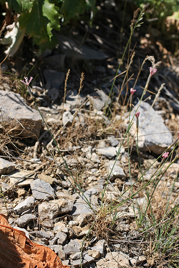 Image of Dianthus karataviensis specimen.