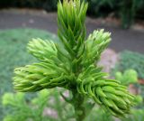 Araucaria montana