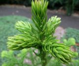 Araucaria montana. Верхушка молодого растения. Австралия, г. Брисбен, ботанический сад. 03.01.2015.