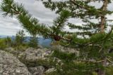 Larix sukaczewii