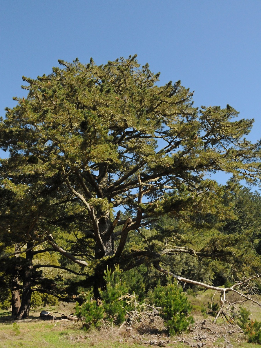 Изображение особи Pinus radiata.