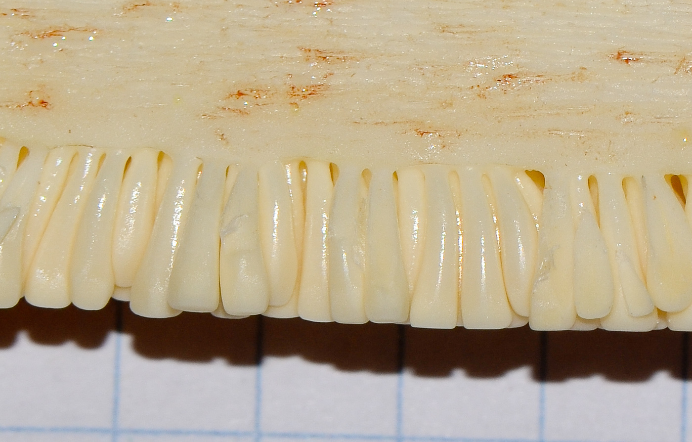 Image of Philodendron bipinnatifidum specimen.