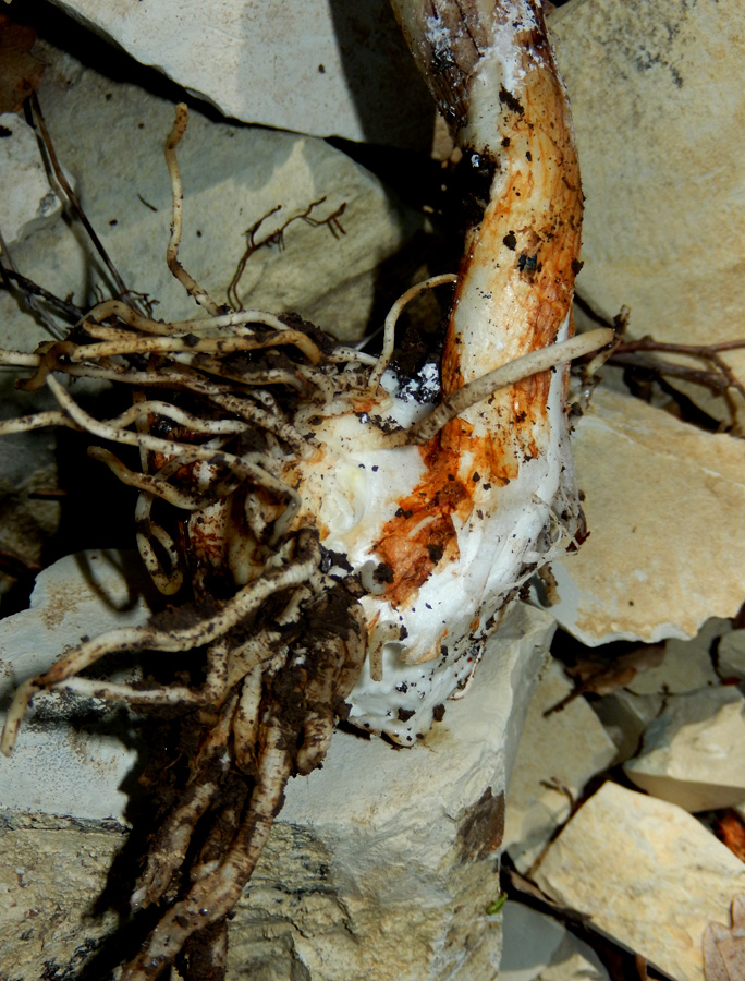 Image of Arum elongatum specimen.