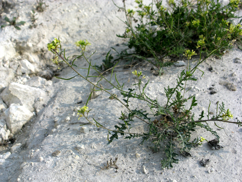 Image of Erucastrum gallicum specimen.