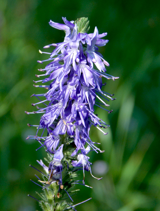 Image of Veronica spicata specimen.