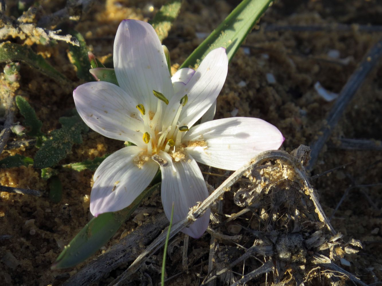 Image of Colchicum ritchiei specimen.