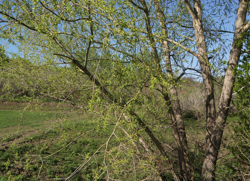 Image of genus Salix specimen.
