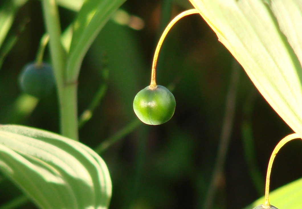 Image of Polygonatum odoratum specimen.