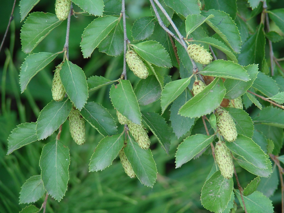 Изображение особи Betula microphylla.