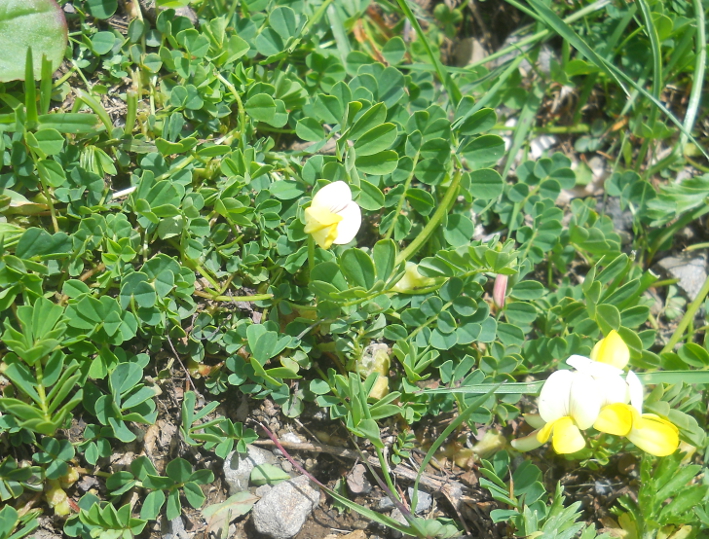 Image of Securigera balansae specimen.