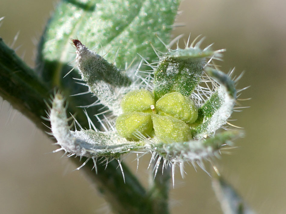 Image of Lycopsis orientalis specimen.