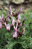 Astragalus pachyrrhizus