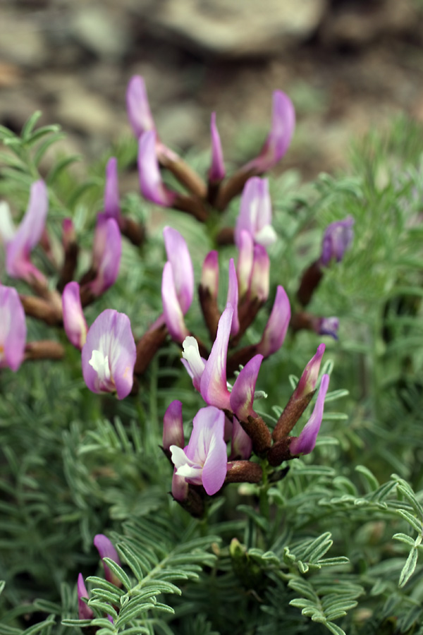 Image of Astragalus pachyrrhizus specimen.