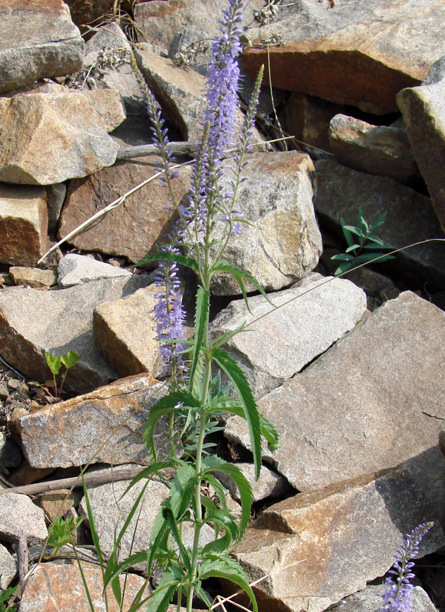 Изображение особи Veronica longifolia.