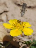 Potentilla reptans. Цветок. Узбекистан, г. Ташкент, пос. Улугбек, санитарно-защитная зона. 08.06.2014.