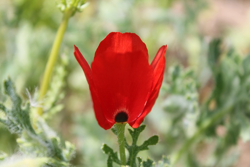 Изображение особи Glaucium corniculatum.