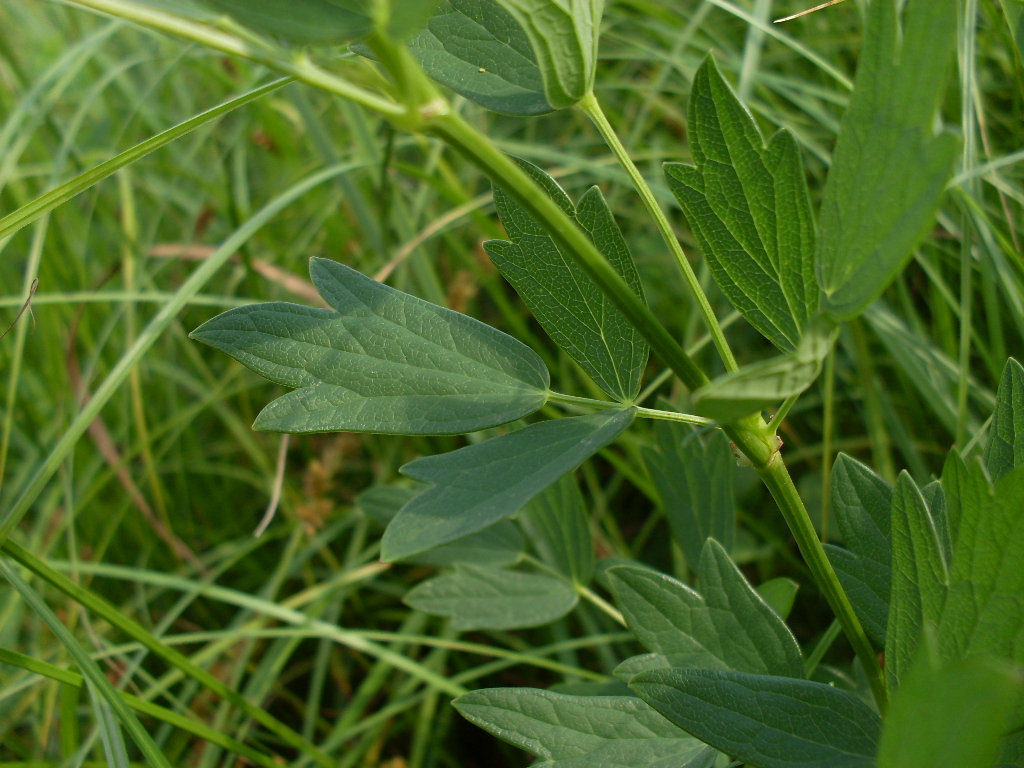 Image of Thalictrum flavum specimen.