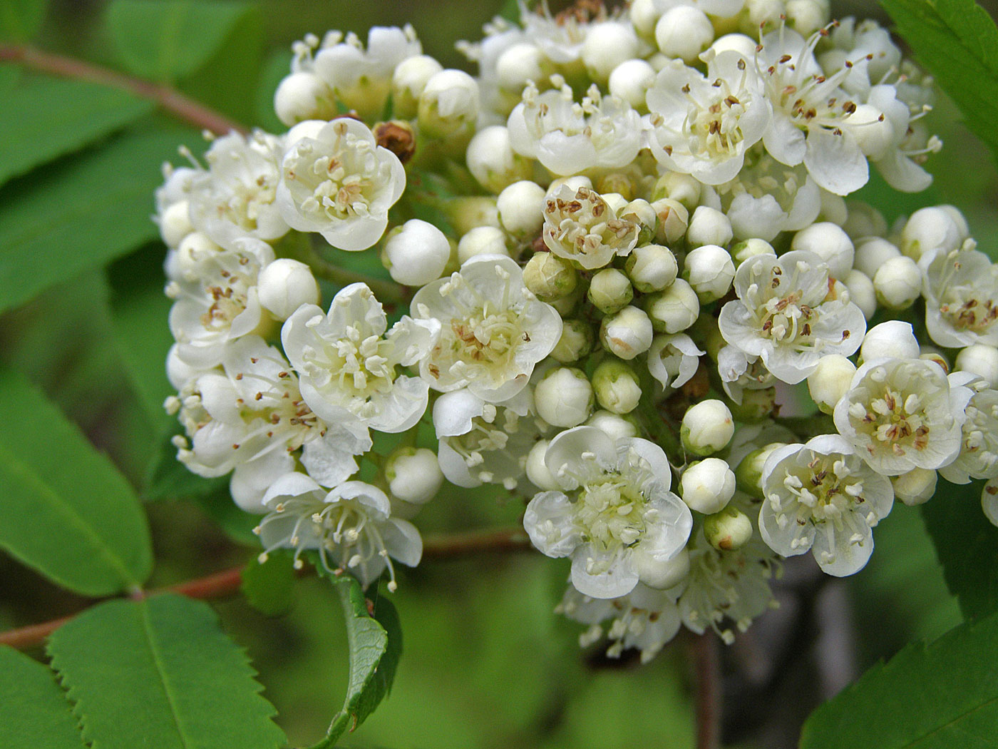 Изображение особи род Sorbus.