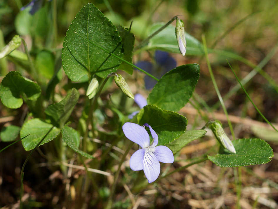 Image of Viola canina specimen.