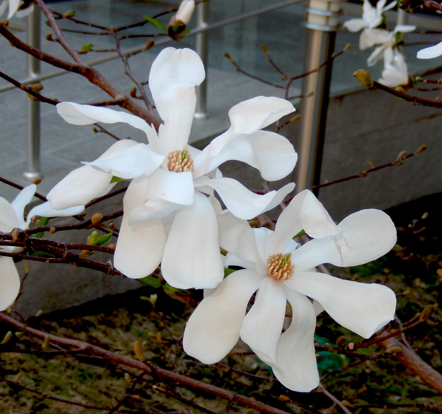 Image of Magnolia stellata specimen.