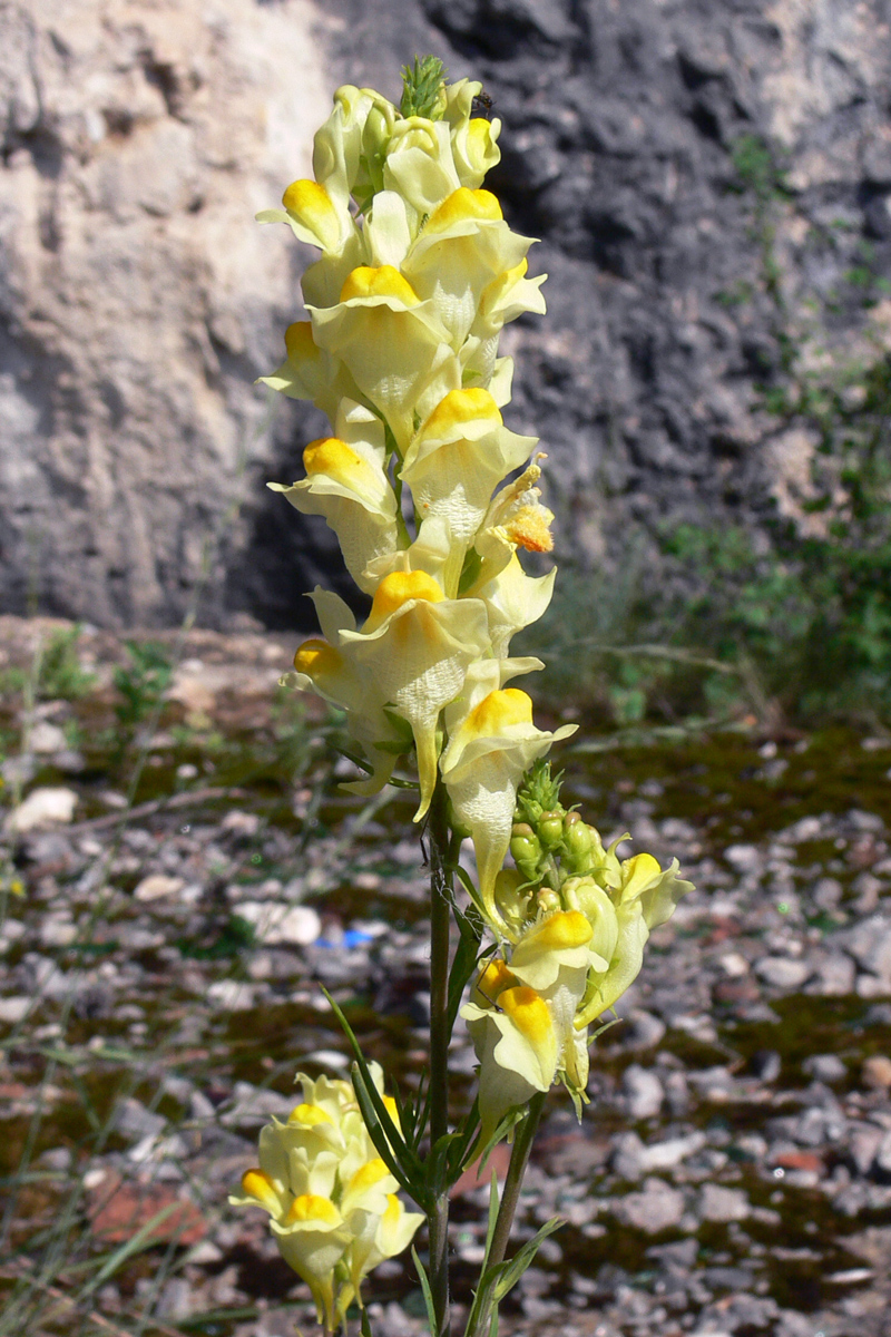 Image of Linaria vulgaris specimen.