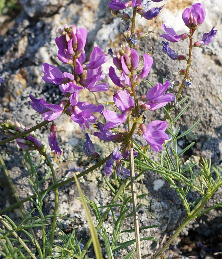 Изображение особи Oxytropis coerulea.