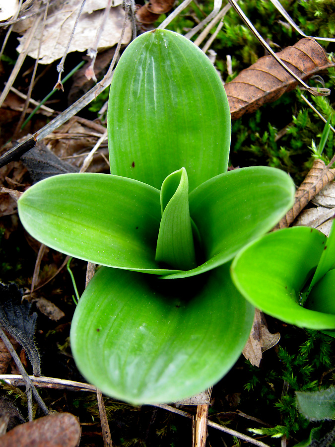 Изображение особи Orchis mascula.