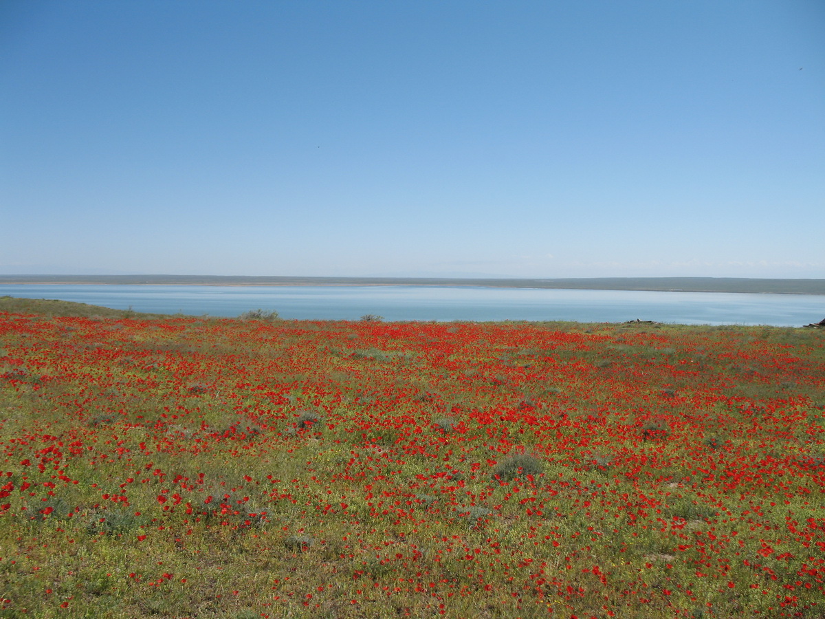 Изображение особи Papaver pavoninum.