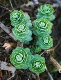 Rhodiola rosea. Молодые побеги. Пермский край, Добрянский р-н, берег протоки. 03.05.2016.