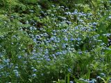 Myosotis alpestris